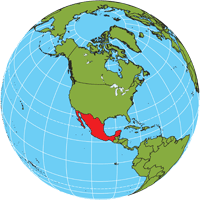 Globe showing location of Mexico